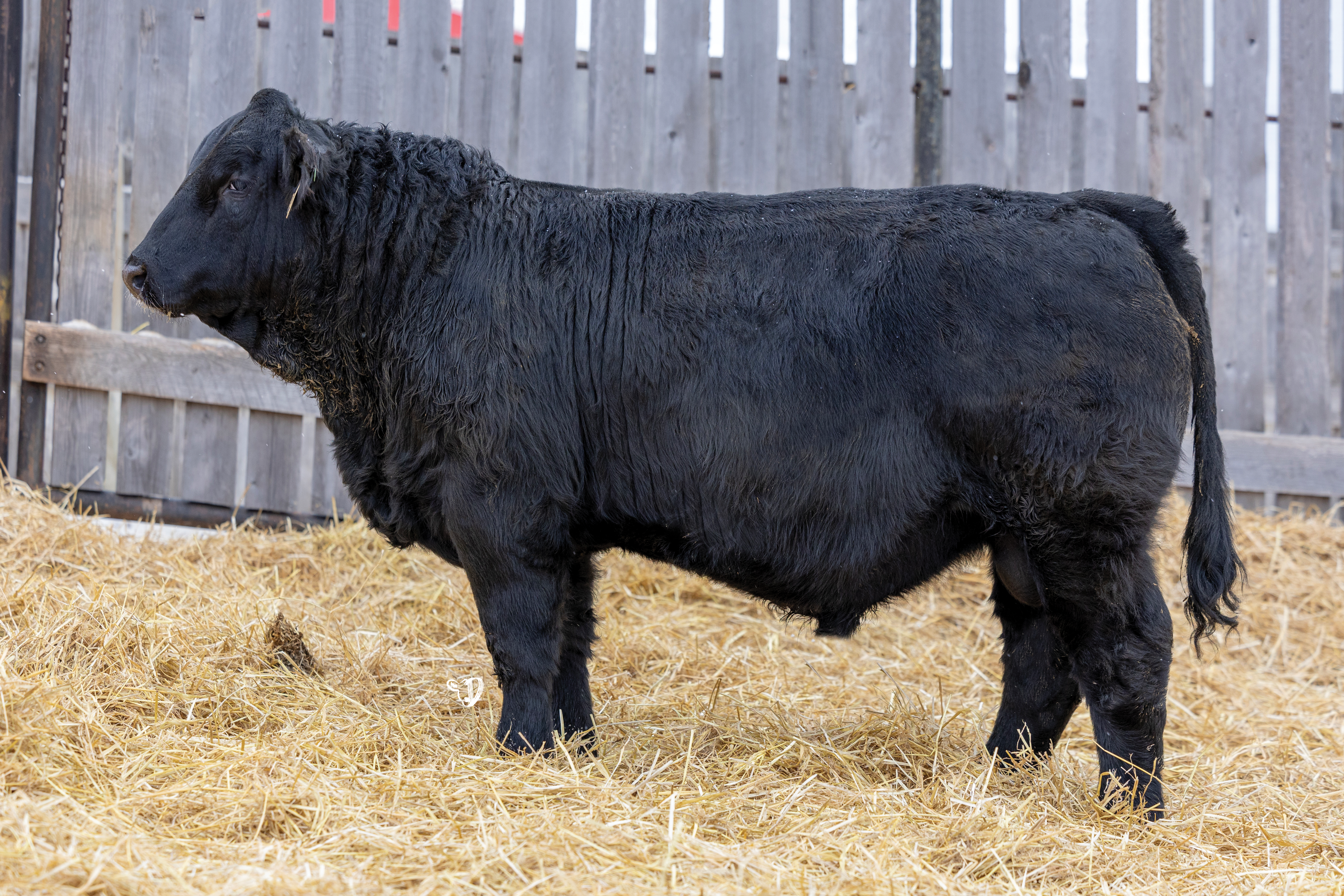 Yearling Bull